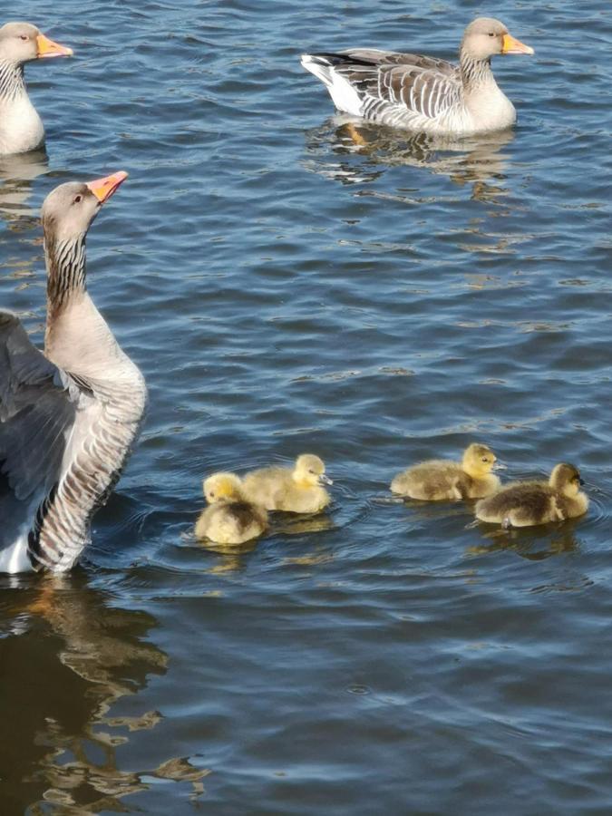 Fitschen Am Dorfteich *